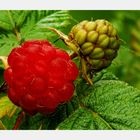 Himbeeren