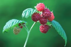 Himbeeren