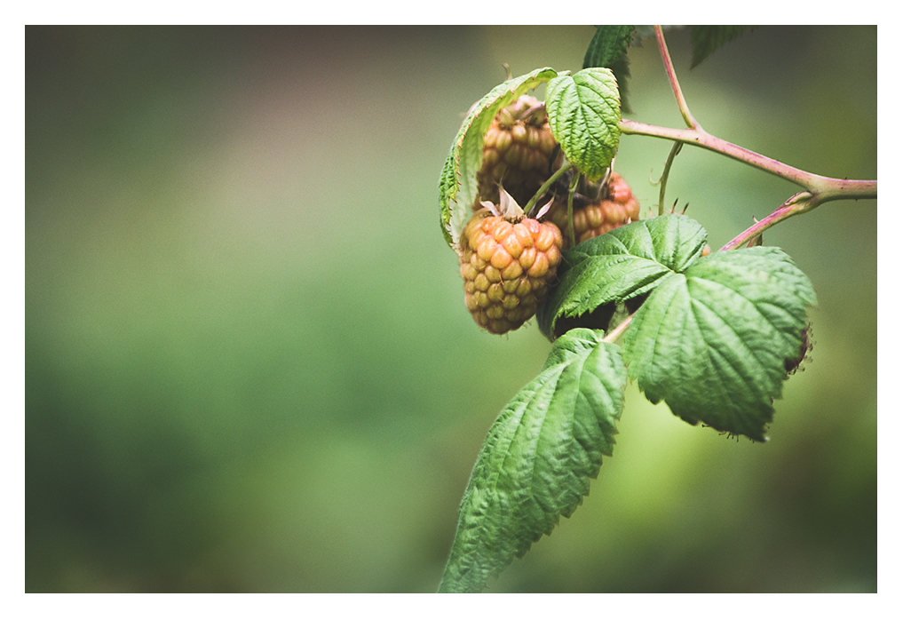 HIMBEEREN