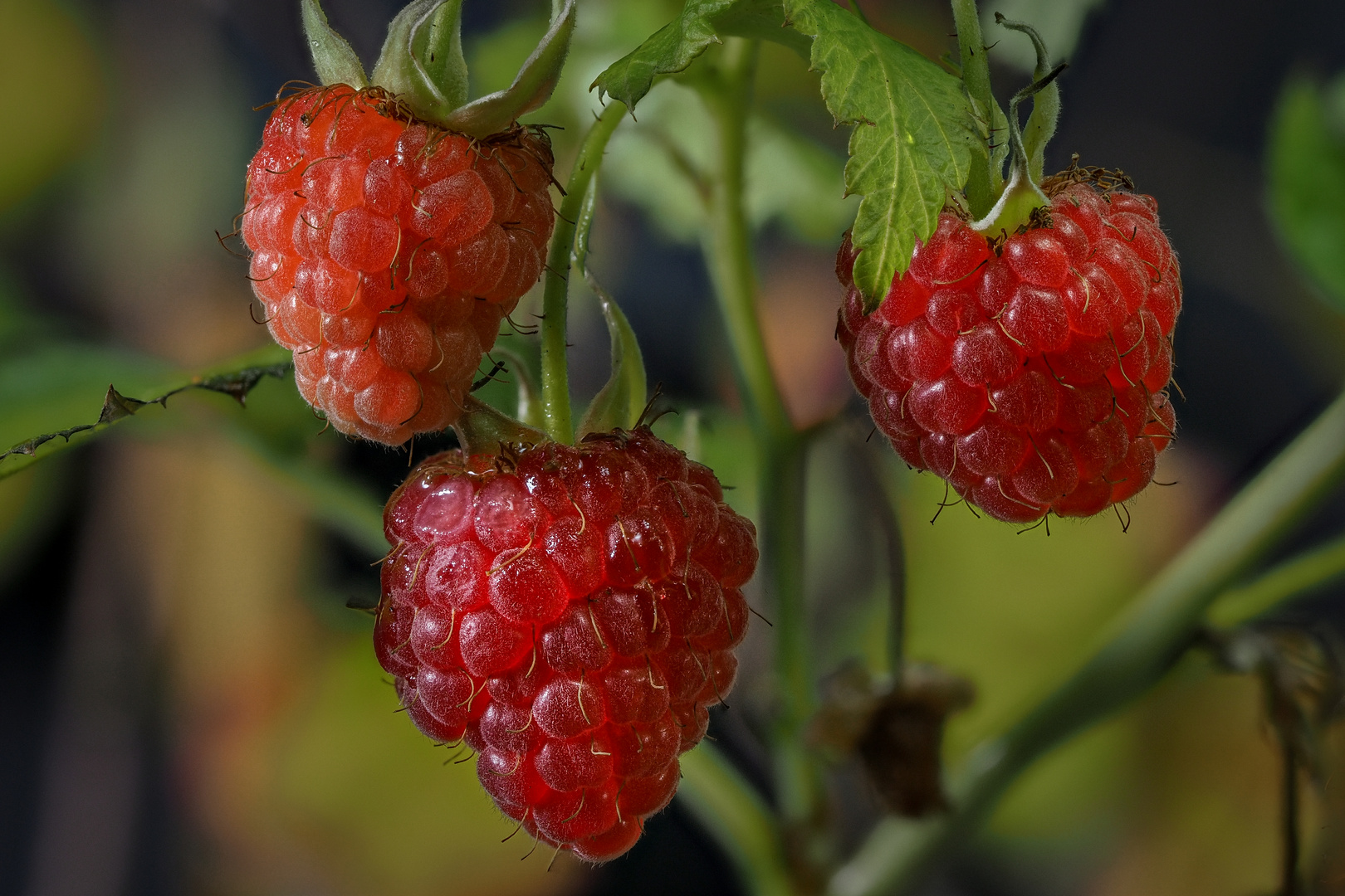 Himbeeren im Dezember