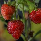 Himbeeren im Dezember