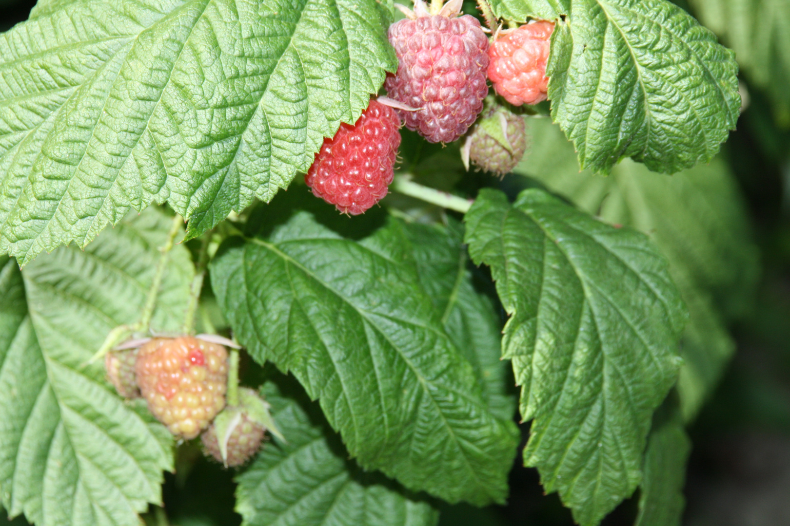 Himbeeren im eigenen Garten