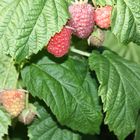 Himbeeren im eigenen Garten