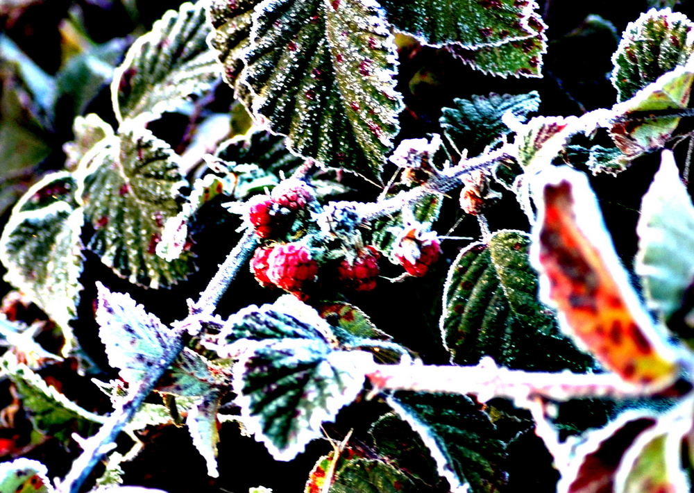 Himbeeren im Frost unscharf maskiert