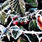 Himbeeren im Frost unscharf maskiert