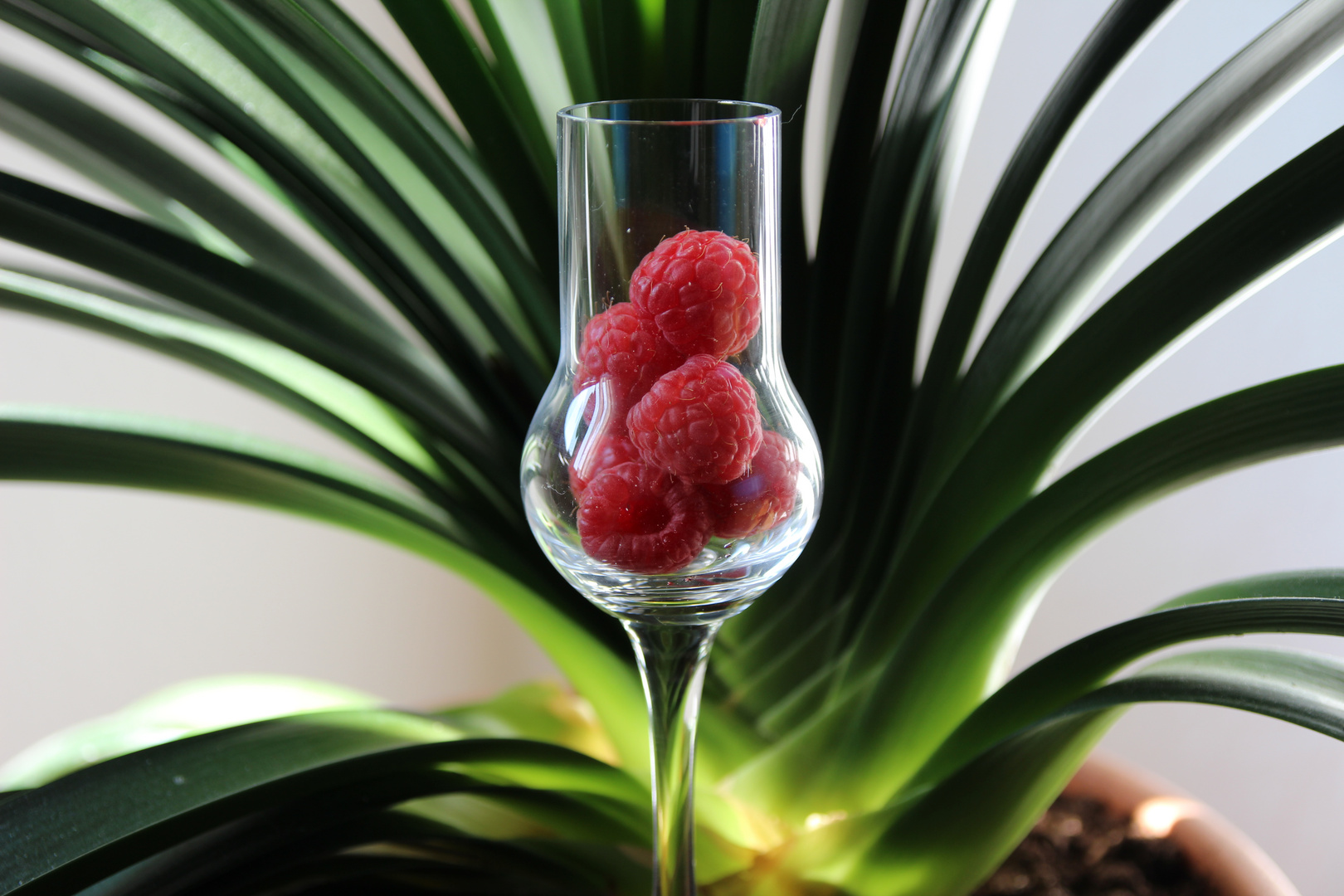 Himbeeren im Glas