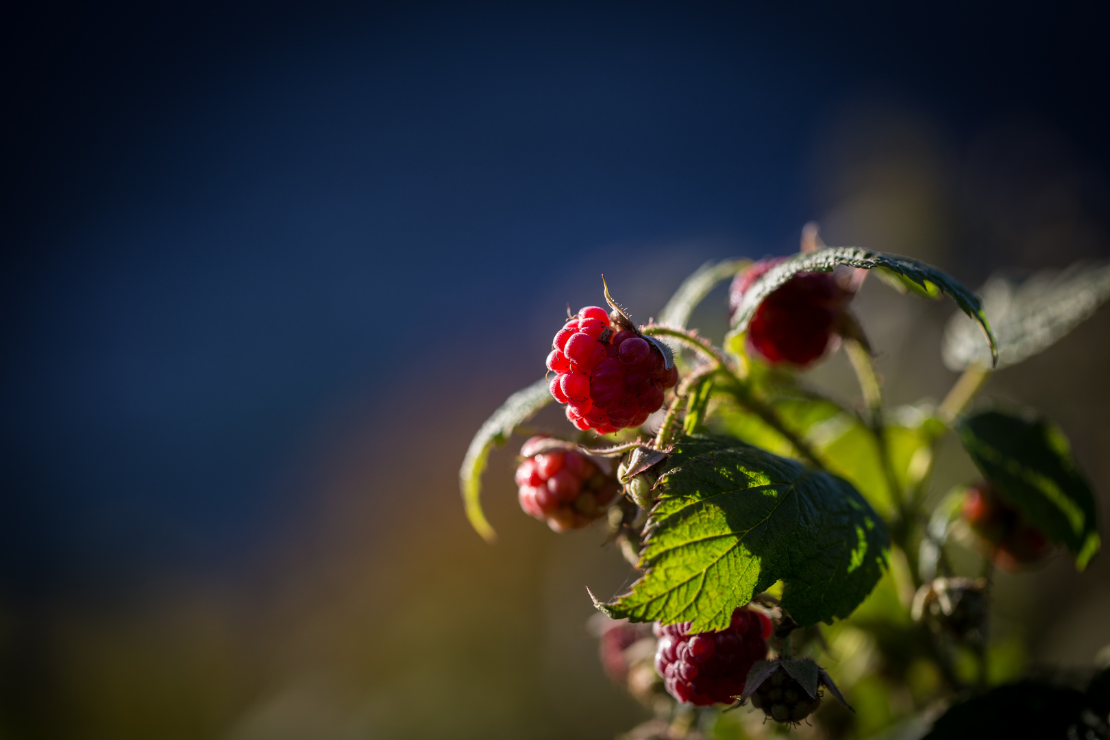 Himbeeren im Herbst?