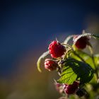 Himbeeren im Herbst?