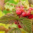 °°°°Himbeeren im Herbst°°°°