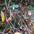 Himbeeren im Herbstwald