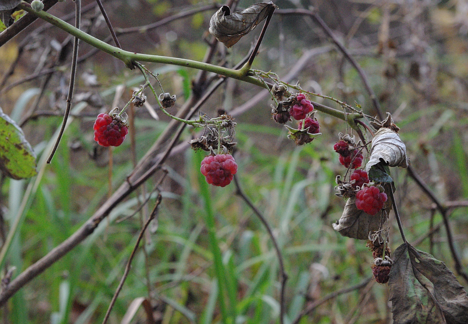 Himbeeren im November