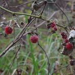 Himbeeren im November