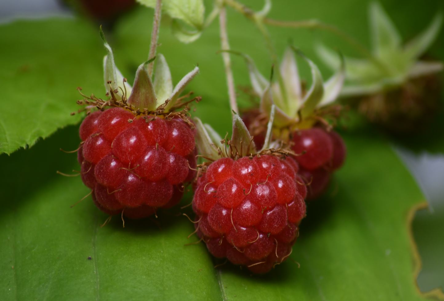 Himbeeren-im-Versteck