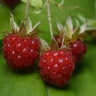 Himbeeren-im-Versteck