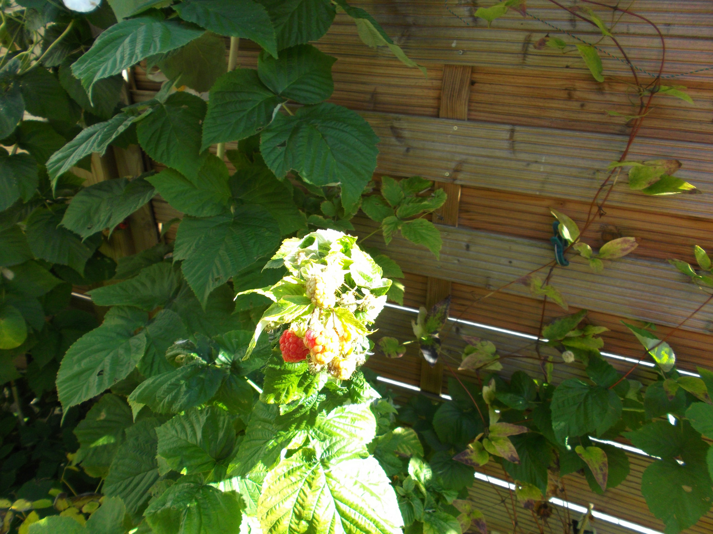 Himbeeren im Vorgarten