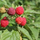 Himbeeren in 3 Phasen