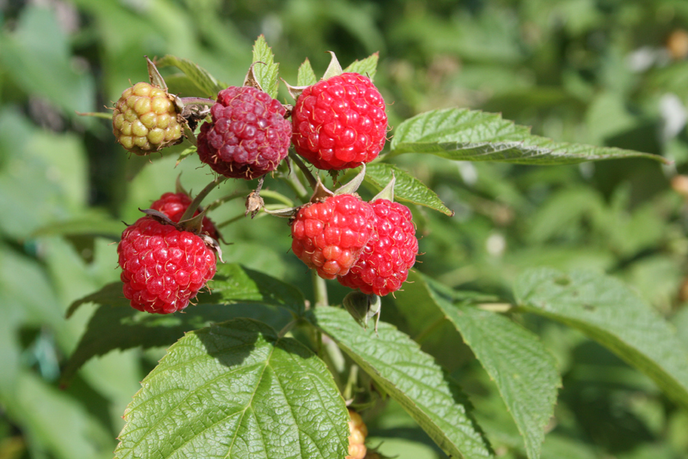 Himbeeren in 3 Phasen