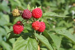 Himbeeren in 3 Phasen