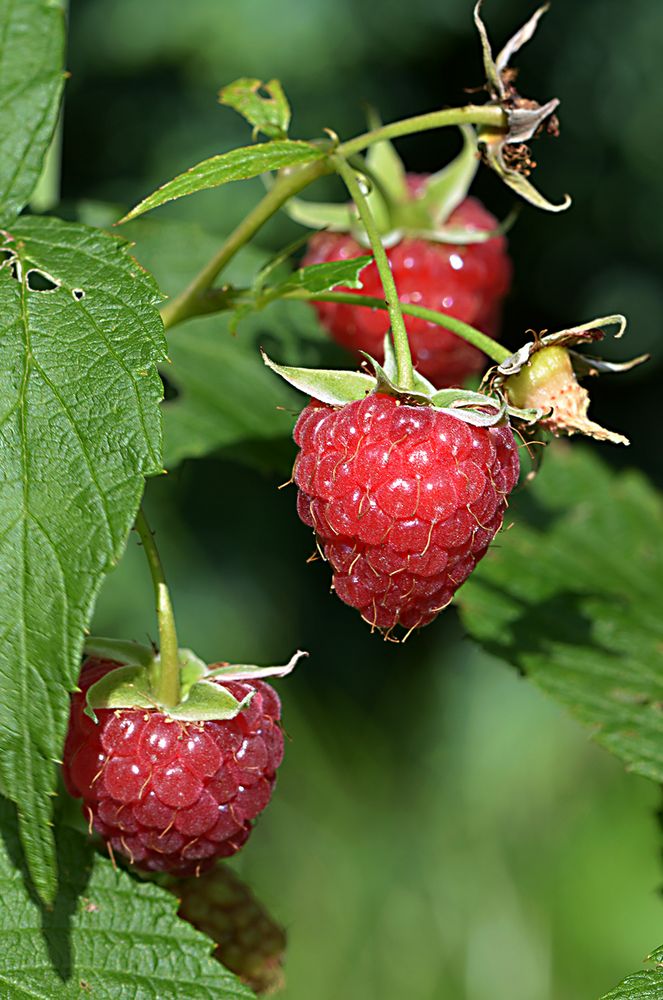 Himbeeren in Käthes Garten