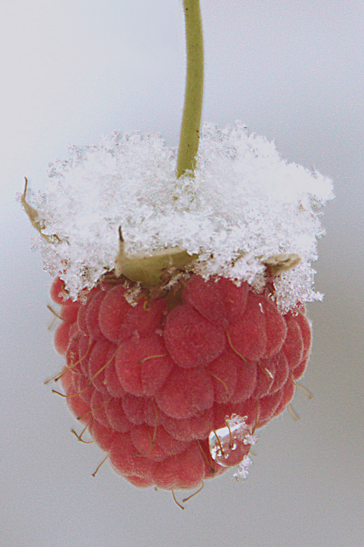 Himbeeren mit Eis