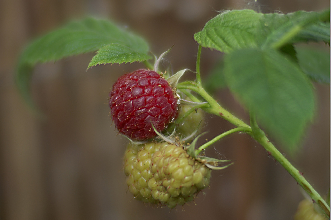 Himbeeren Rot-Weiß