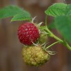 Himbeeren Rot-Weiß