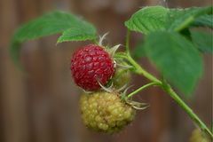 Himbeeren Rot-Weiß