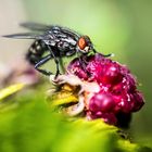 Himbeeren schmecken jedem und immer .....