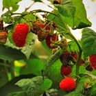 -Himbeeren... sie schmecken immer noch lecker-