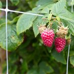 Himbeeren vom Obstgut Klosterberg