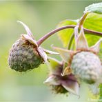 Himbeeren vor der Reife.