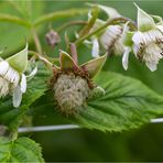 Himbeeren vor der Reife