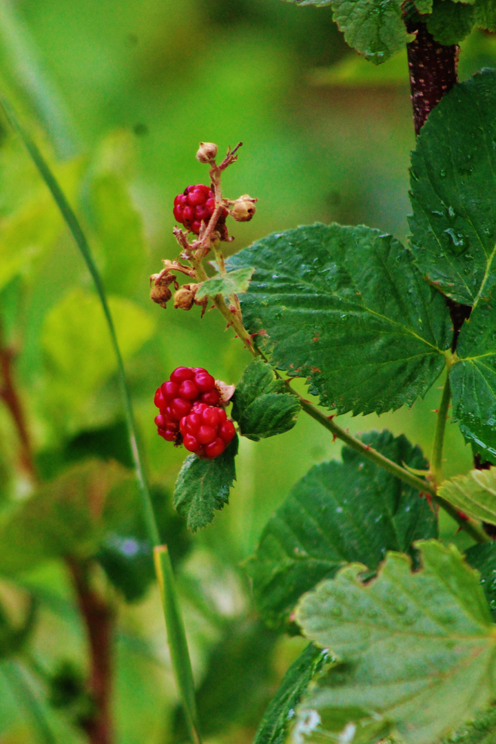 Himbeeren wenn auch nicht Viele