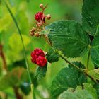 Himbeeren wenn auch nicht Viele