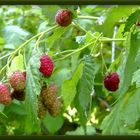 Himbeeren...lecker