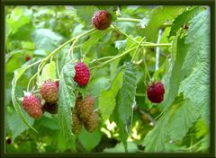 Himbeeren...lecker