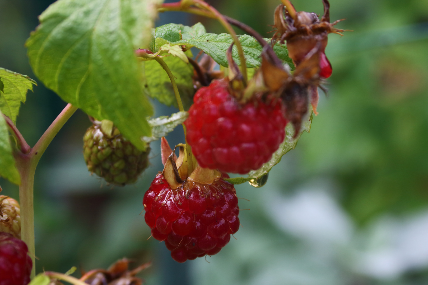 Himbeerernte nach dem Regen