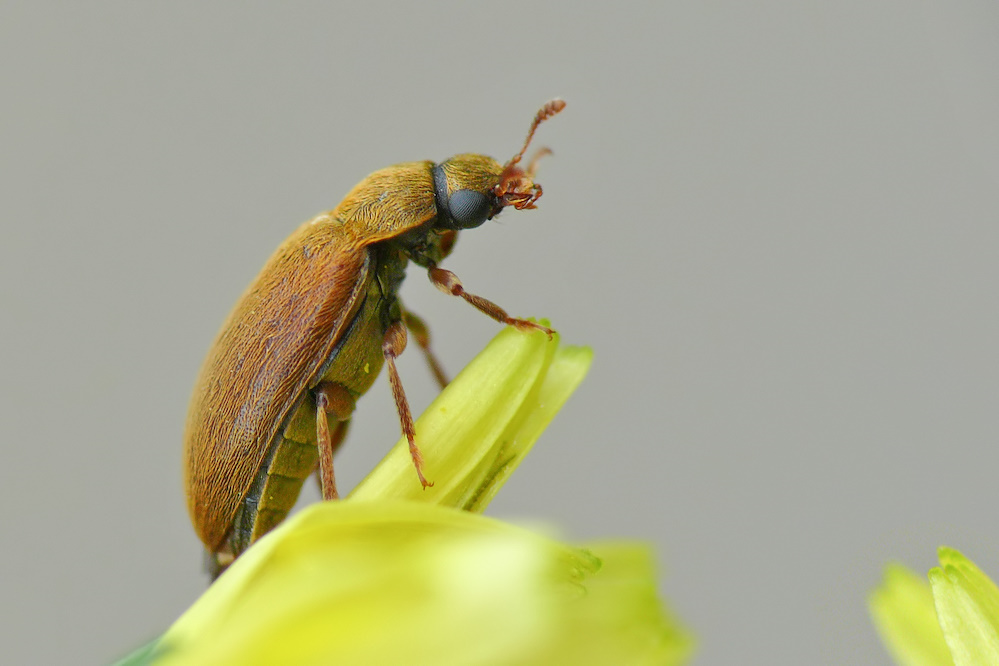 Himbeerkäfer Foto & Bild | tiere, wildlife, insekten Bilder auf ...
