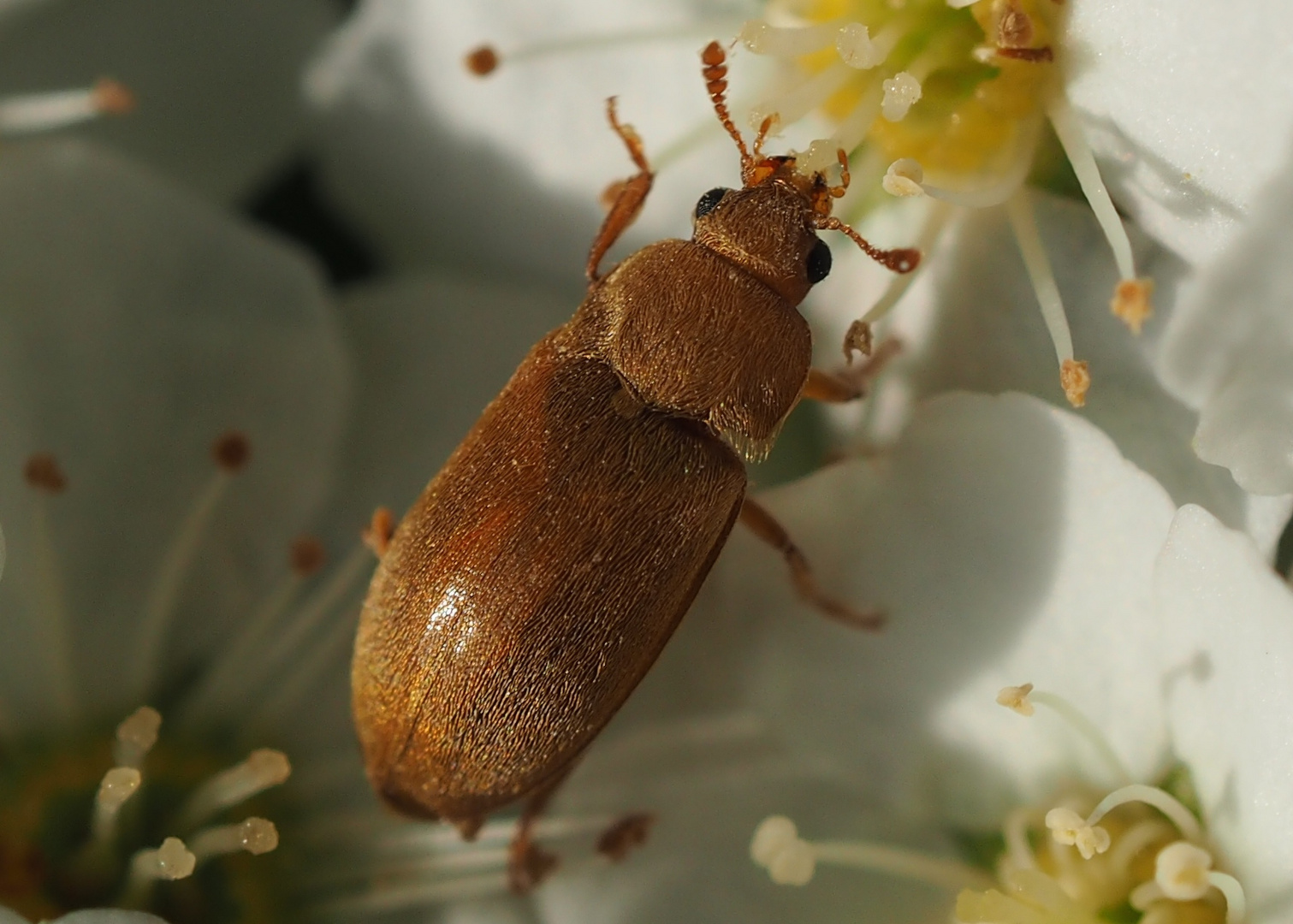 Himbeerkäfer (Byturus tomentosus)