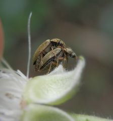 Himbeerkäfer (Byturus tomentosus) paaren sich auf einer Brombeerblüte