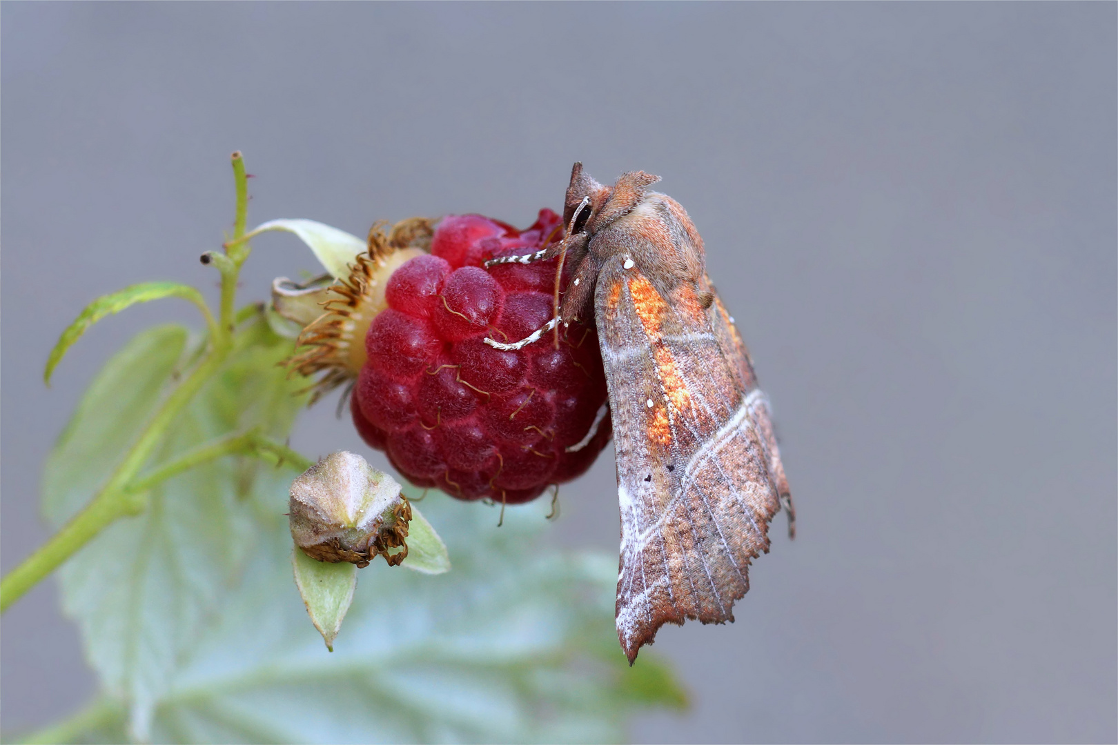 "Himbeersirup" für die Näscherin. ( Zackeneule -Scoliopteryx libatrix) 1