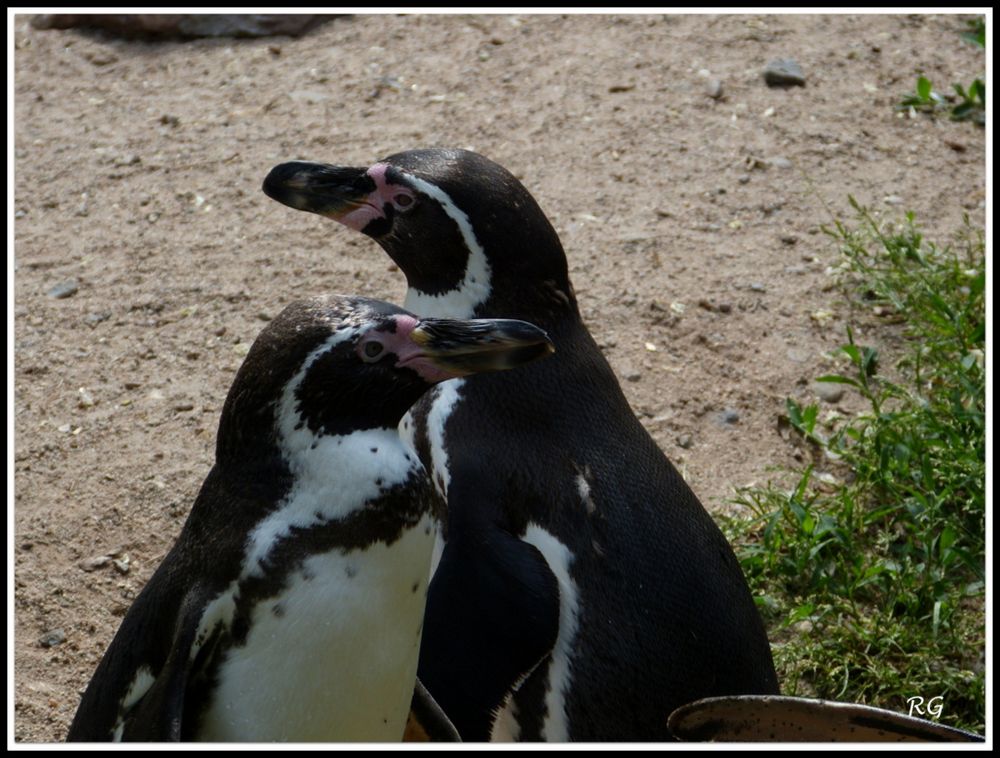 HIMBOLDTPINGUINE