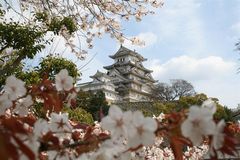 Himeji im Kirschblütenfieber