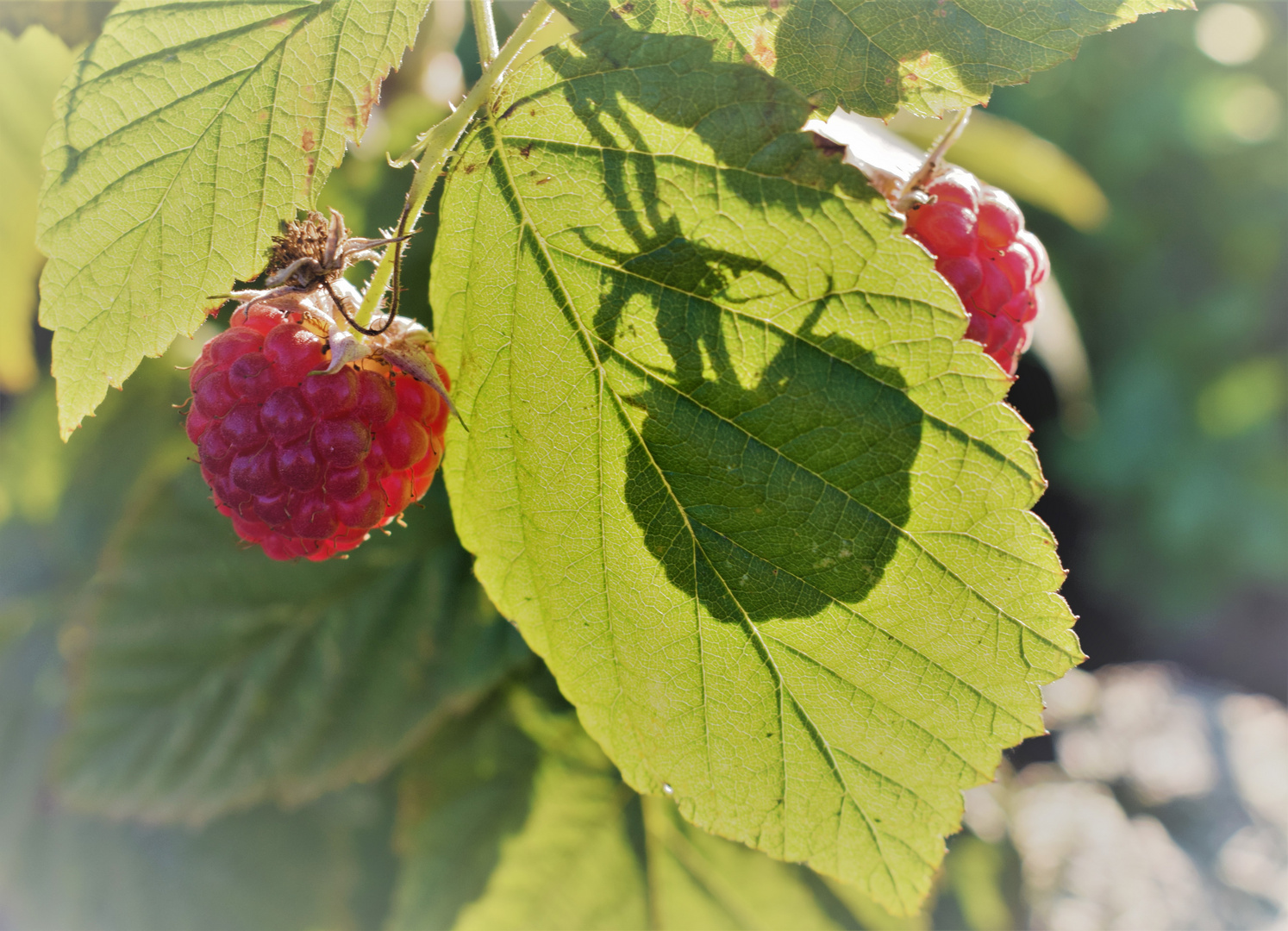 Himmbeere hat sich  hinterm Blatt versteckt !!!!