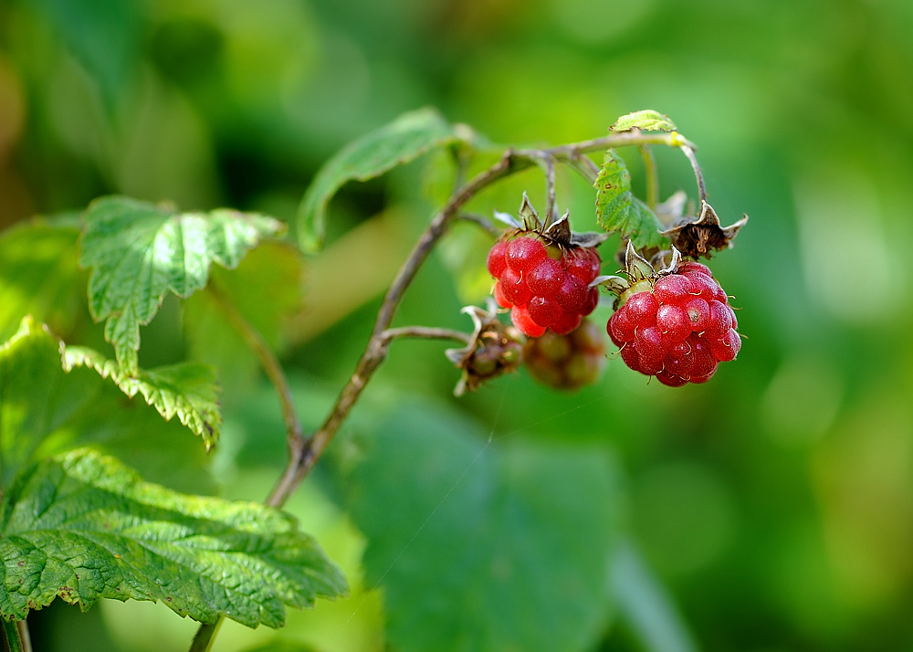 Himmbeeren ohne Ende.