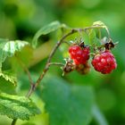 Himmbeeren ohne Ende.