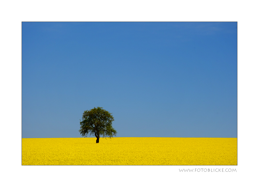 Himmel - Baum - Raps