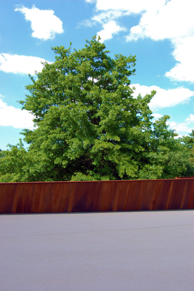 Himmel, Baum und Zaun