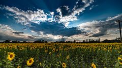 Himmel der Sonnenblume 