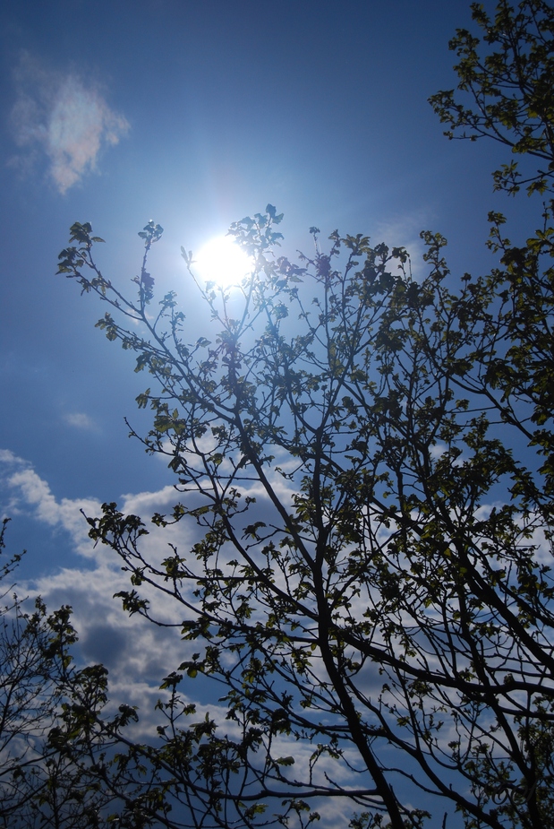 Himmel, die Sonne, Bäume und Wolken